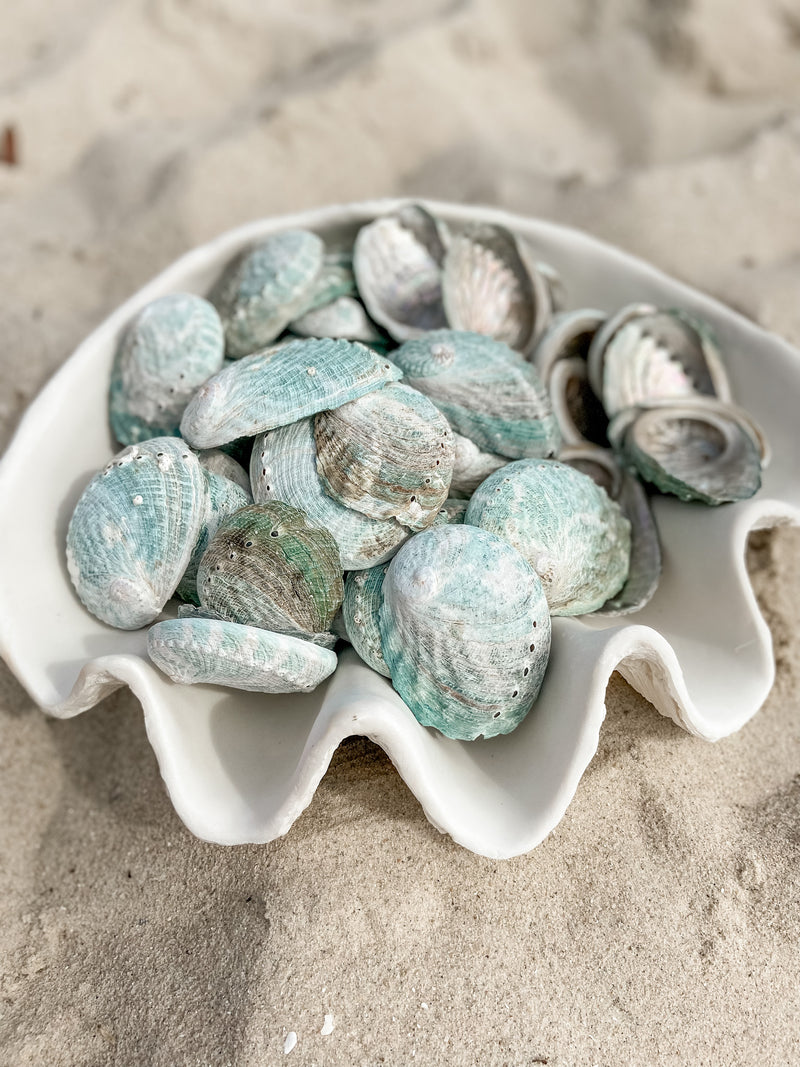 Salvaged Hybrid Blue Abalone Shells