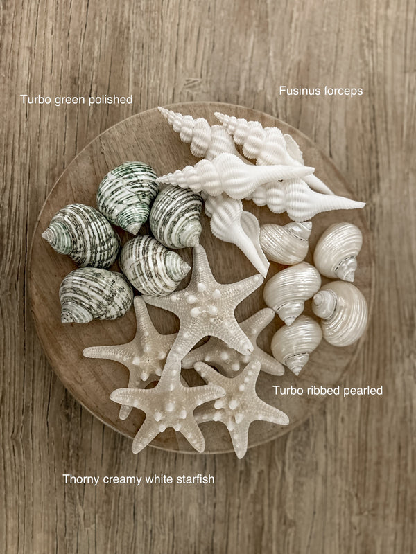 Seashell bundle