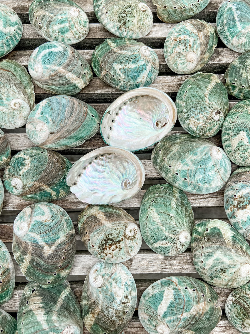 Salvaged Hybrid Blue Abalone Shells